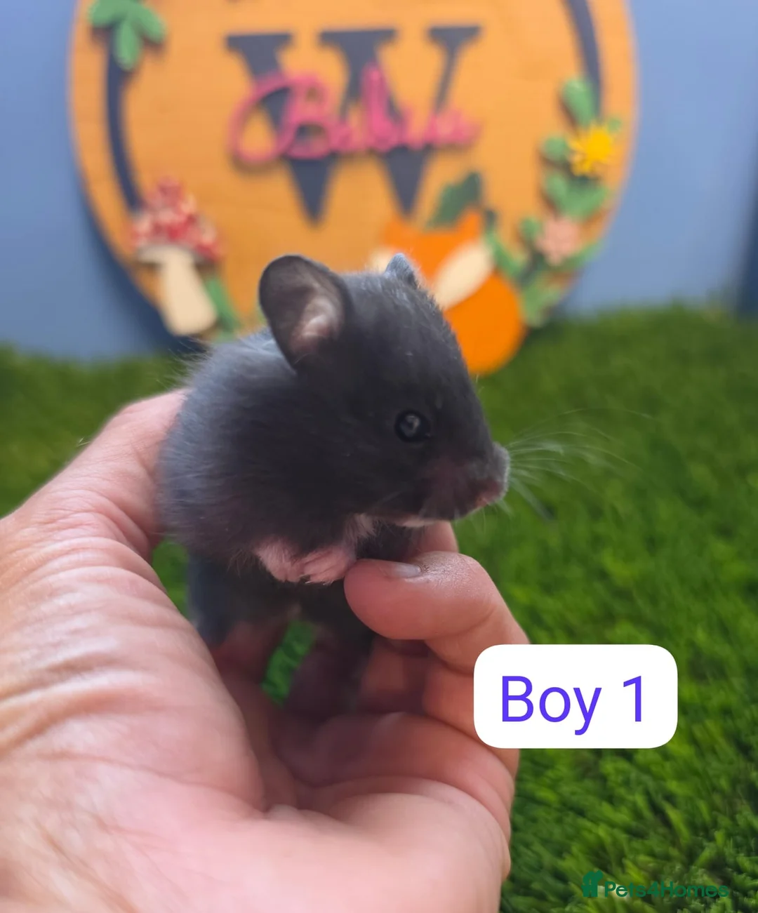 Hamster rodents for sale: Baby Syrian Hamsters Boys Girls Pedigree - Advert 2