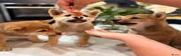 Japanese Shiba Inu dogs for sale: Exceptional Shiba Inu Puppies for Sale in London - Advert 18