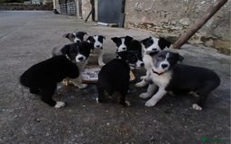 Border Collie dogs for sale: Border Collie pups for sale  - Image 5