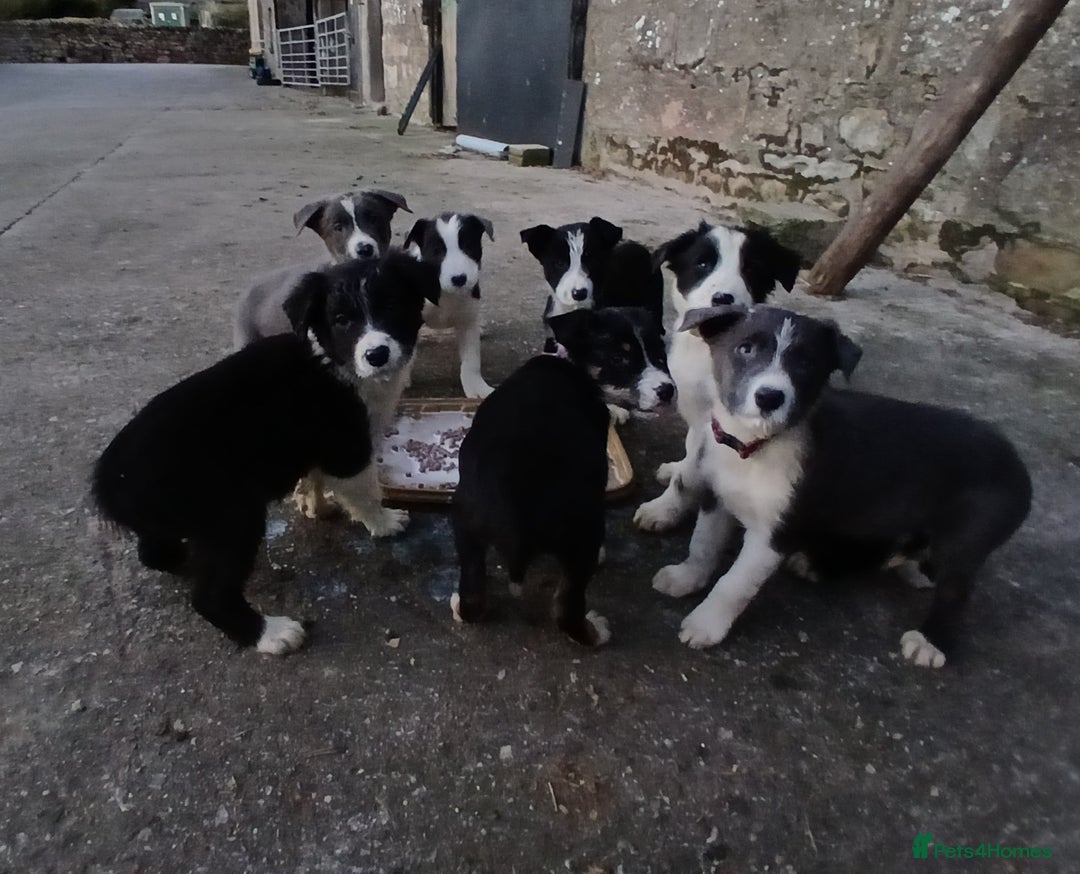 Border Collie dogs for sale: Border Collie pups for sale  - Image 5