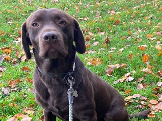 Labrador Retriever dogs Handsome Chocolate Labrador Male - Advert 1