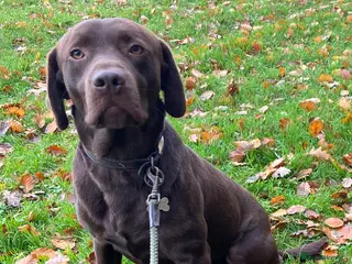 Labrador Retriever dogs Handsome Chocolate Labrador Male - Advert 15