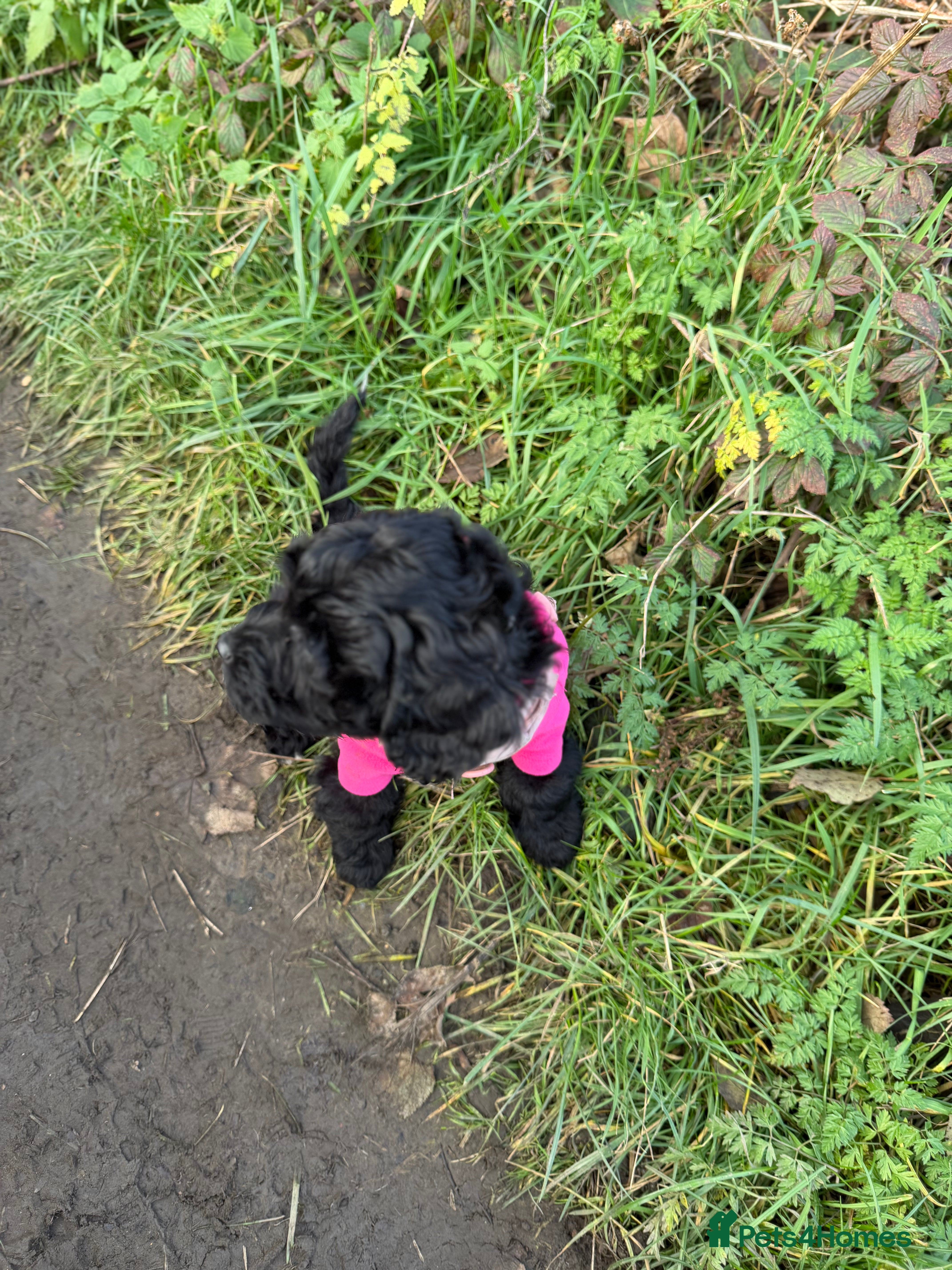 Cockapoo dogs Female cockapoo - Advert 1