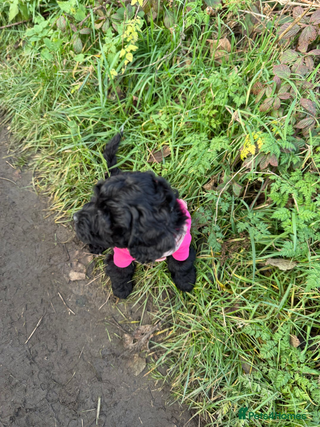 Cockapoo dogs for sale: Female cockapoo - Advert 1