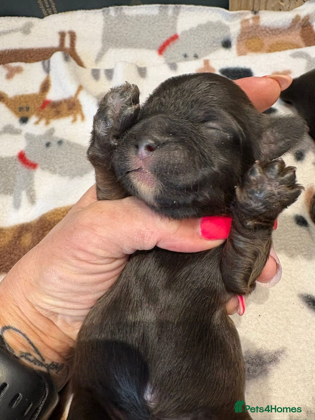 Shihpoo dogs for sale: BEAUTIFUL SHIHPOO PUPPIES - Advert 9