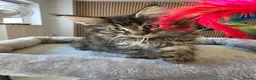 Maine Coon cats for sale: Maine coon kittens - Advert 4