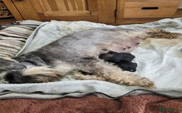 Miniature Schnauzer dogs for sale: Champion Sired, Health Tested Mini Schnauzers  - Image 3
