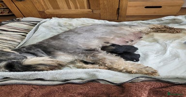 Miniature Schnauzer dogs - Advert 4