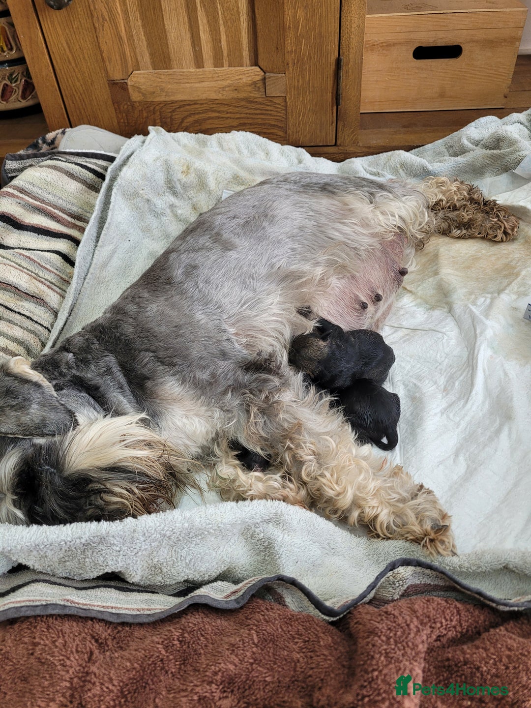 Miniature Schnauzer dogs for sale: Champion Sired, Health Tested Mini Schnauzers  - Image 3