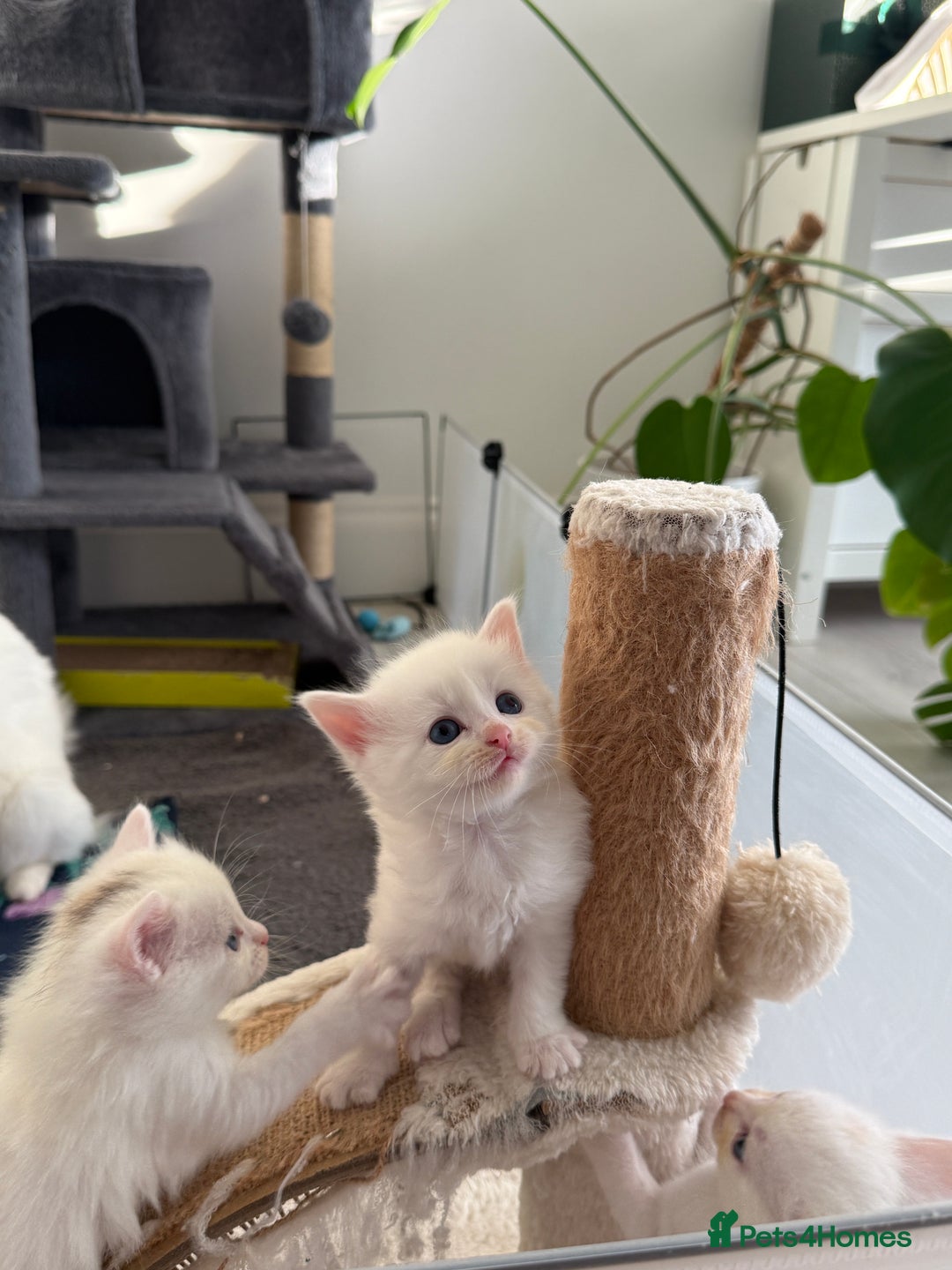 Turkish Angora cats for sale: Cute Turkish Angora x British Shorthair Kittens - Advert 16