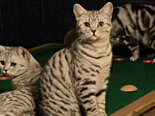 British Shorthair cats BSH Silver Spotted Tabby - Adult - Advert 3