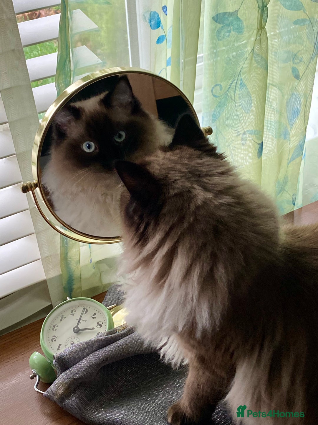 Ragdoll cats for sale: Pure Ragdoll  - Advert 3