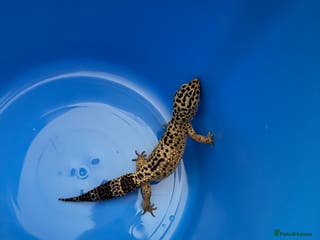 Gecko reptiles Two gekos for sale - Advert 16