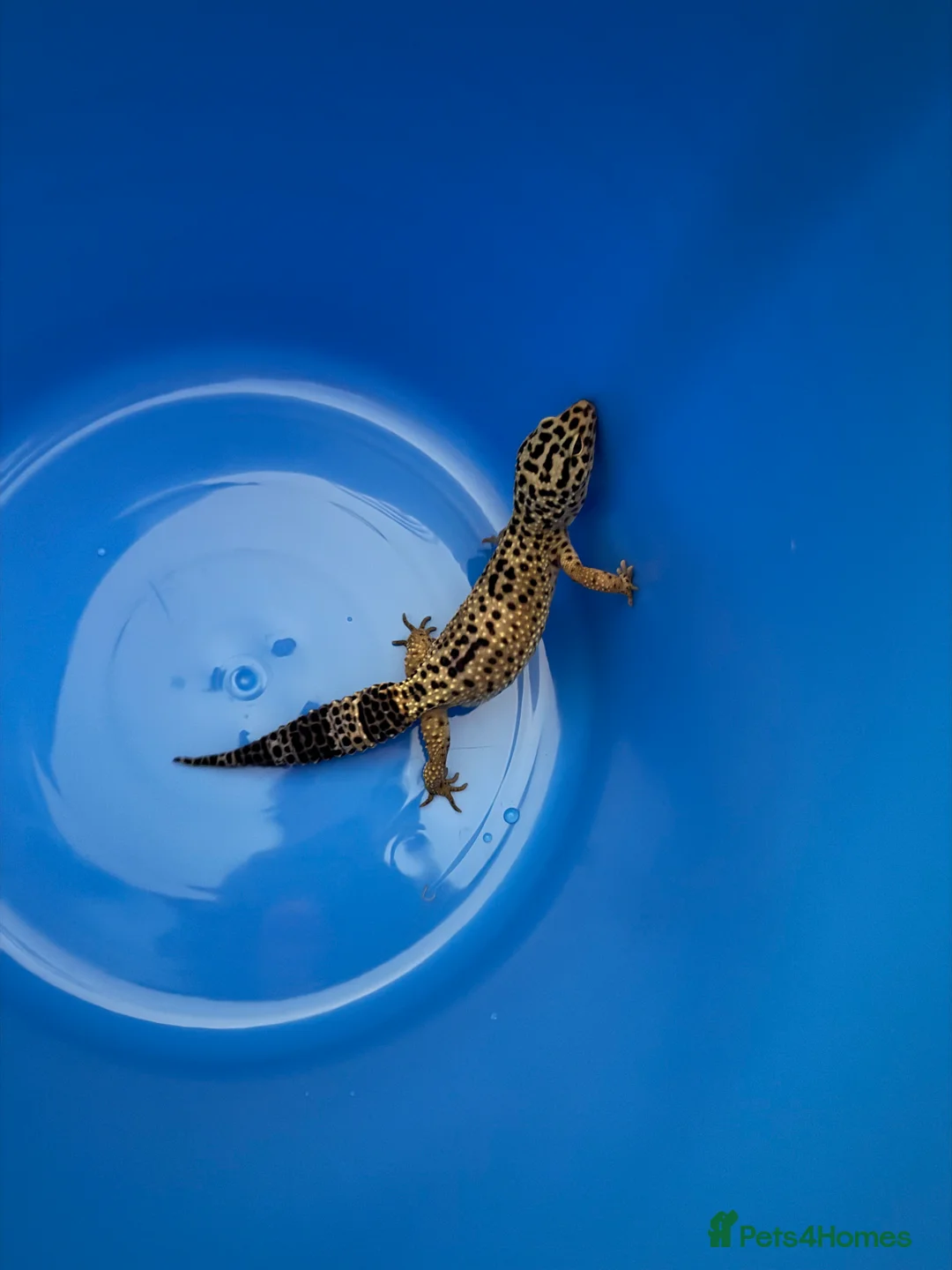 Gecko reptiles for sale: Two gekos for sale  - Advert 1