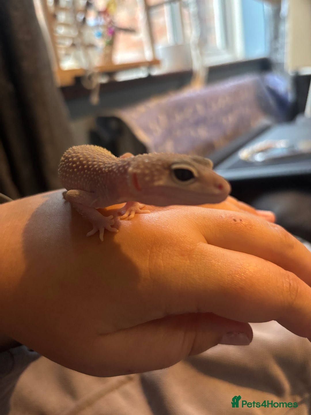 Leopard Gecko reptiles for sale: Young leopard gecko with full set up - Advert 5