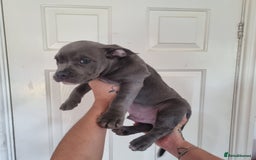 American Bully dogs for sale: David  - Image 27