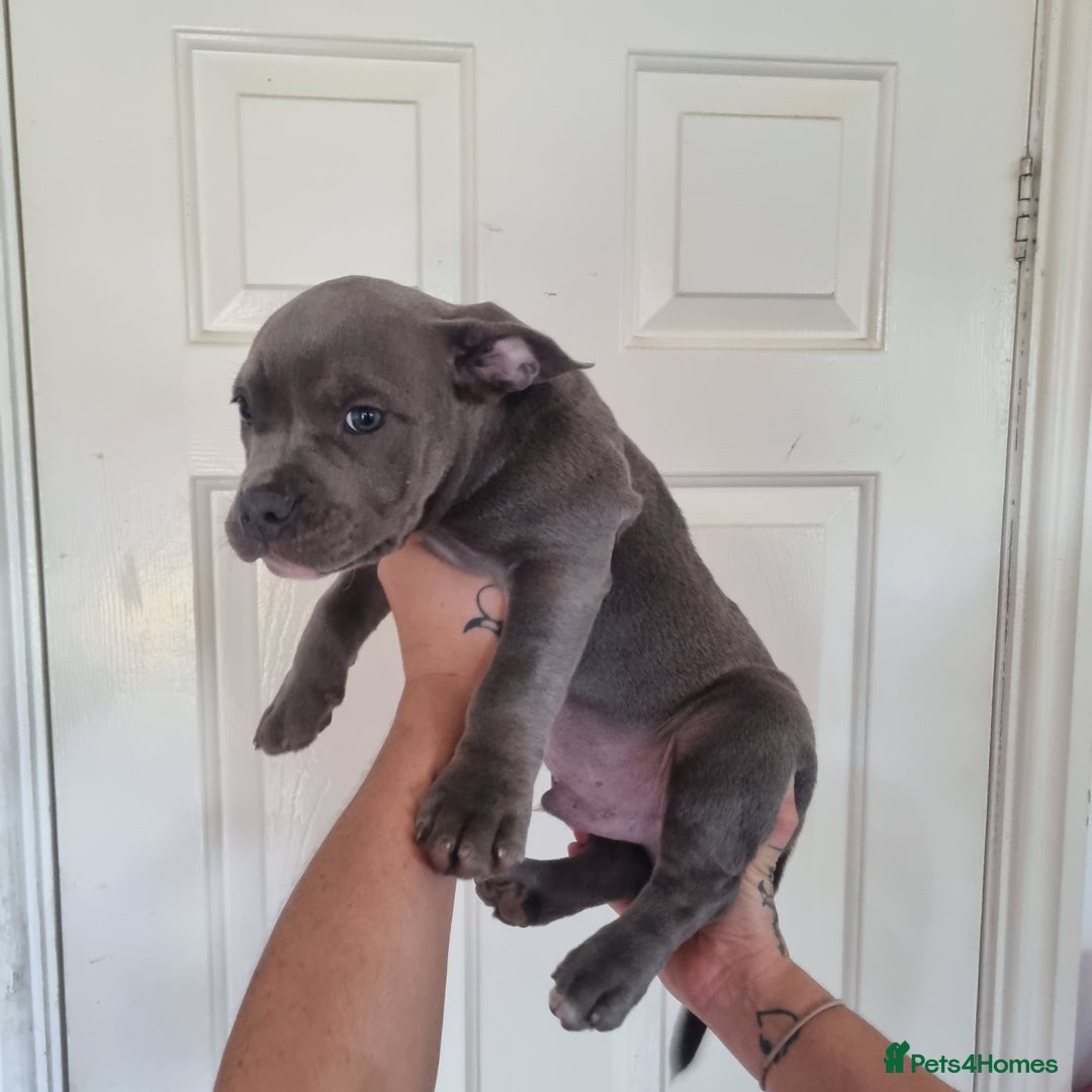 American Bully dogs for sale: David  - Image 27