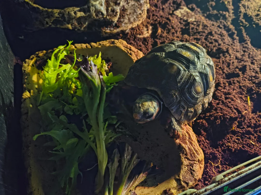 Tortoise reptiles for sale: Red foot tortoise with vivarium  in Walsall - Advert 1