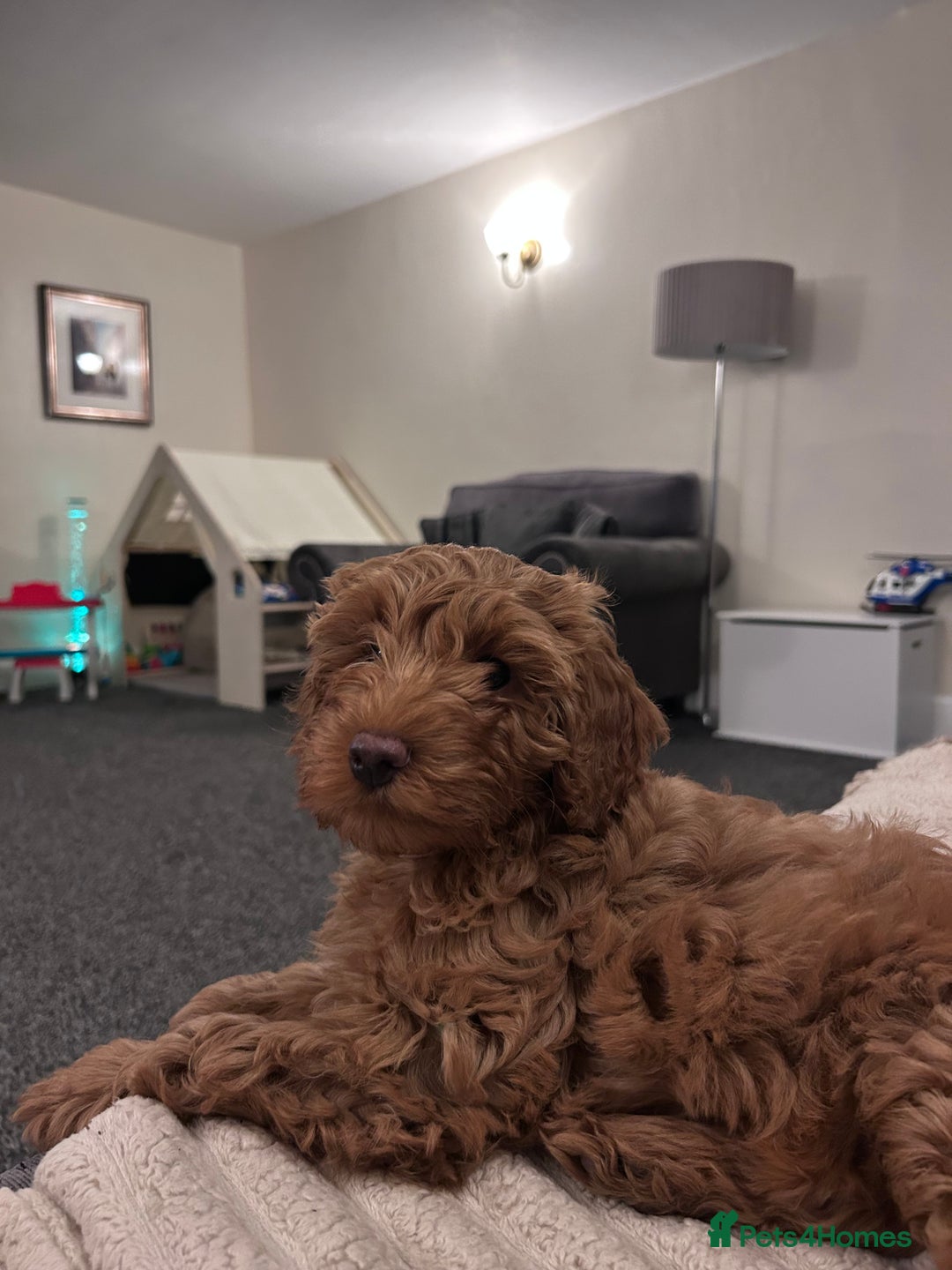 Cockapoo dogs for sale: Last cockapoo boy remaining - Advert 3