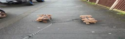 Miniature Dachshund dogs for sale: Miniature dachshund males - Advert 29