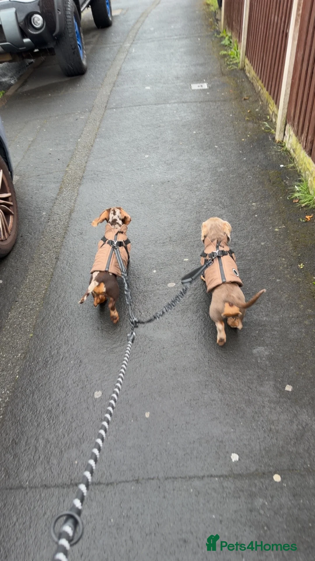 Miniature Dachshund dogs for sale: Miniature dachshund males - Advert 29