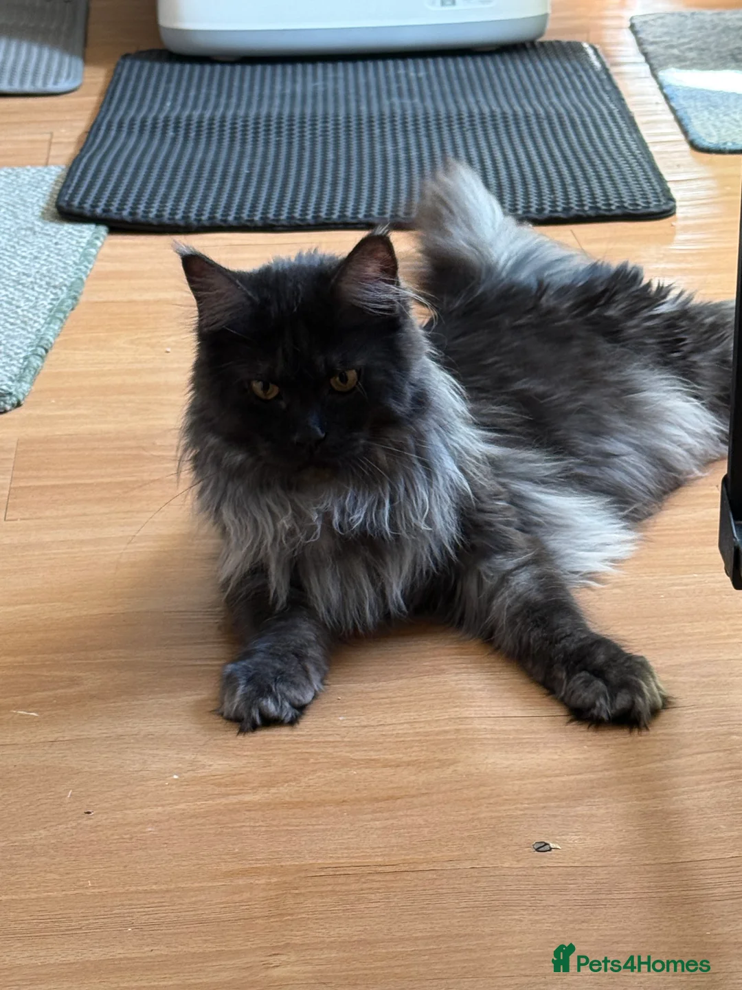 Maine Coon cats for sale: TICA registered Russian lineage Maine coon kittens - Advert 35