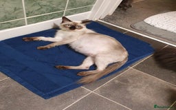 Ragdoll cats for sale: Ragdoll x maincoon - Image 8
