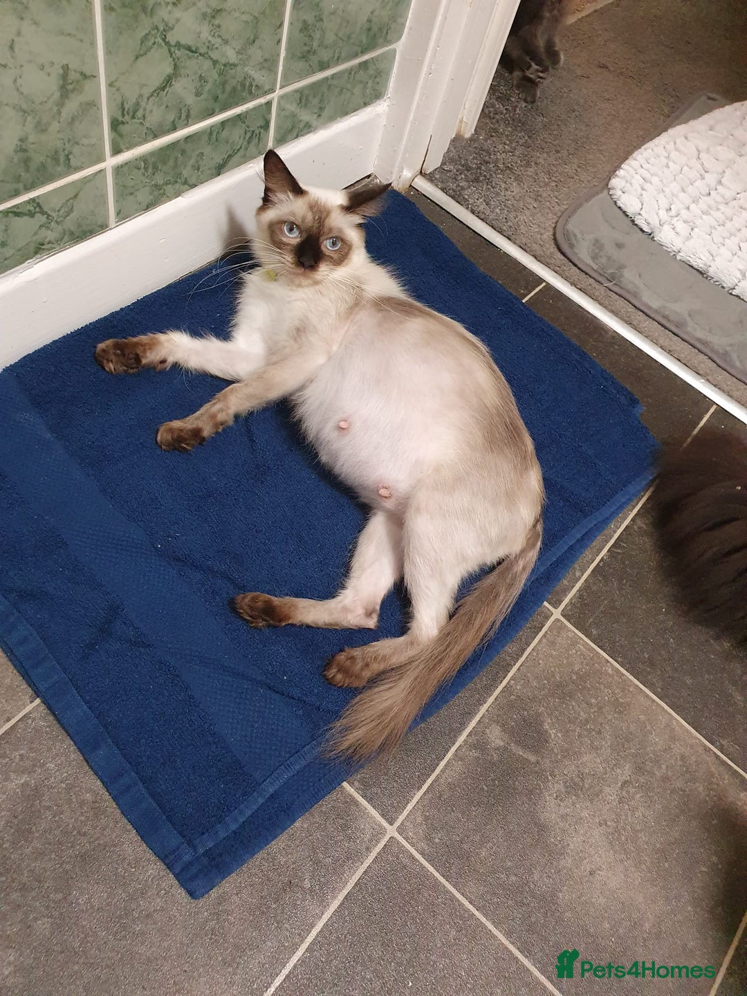 Ragdoll cats for sale: Ragdoll x maincoon - Image 8