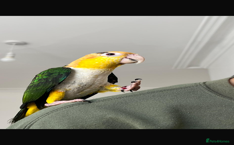Parrots birds - Advert 6