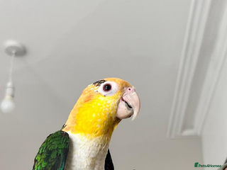 Parrots birds - Advert 13