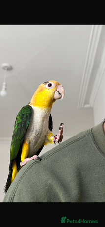 Parrots birds - Advert 13