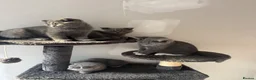 British Shorthair cats for sale: 🐾 Adorable British Shorthair Mix Kittens ! 🐱❤️ - Advert 2