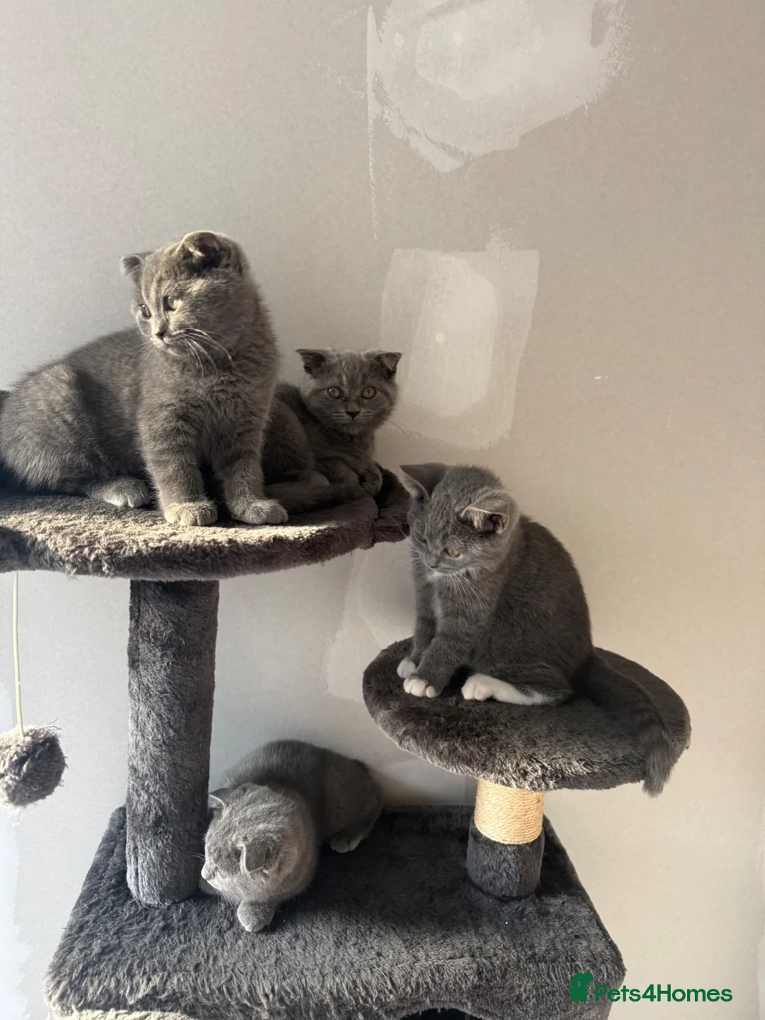 British Shorthair cats for sale: 🐾 Adorable British Shorthair Mix Kittens ! 🐱❤️ - Advert 2