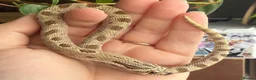 Snake reptiles for sale: Various Western Hognose Hatchlings - Advert 27