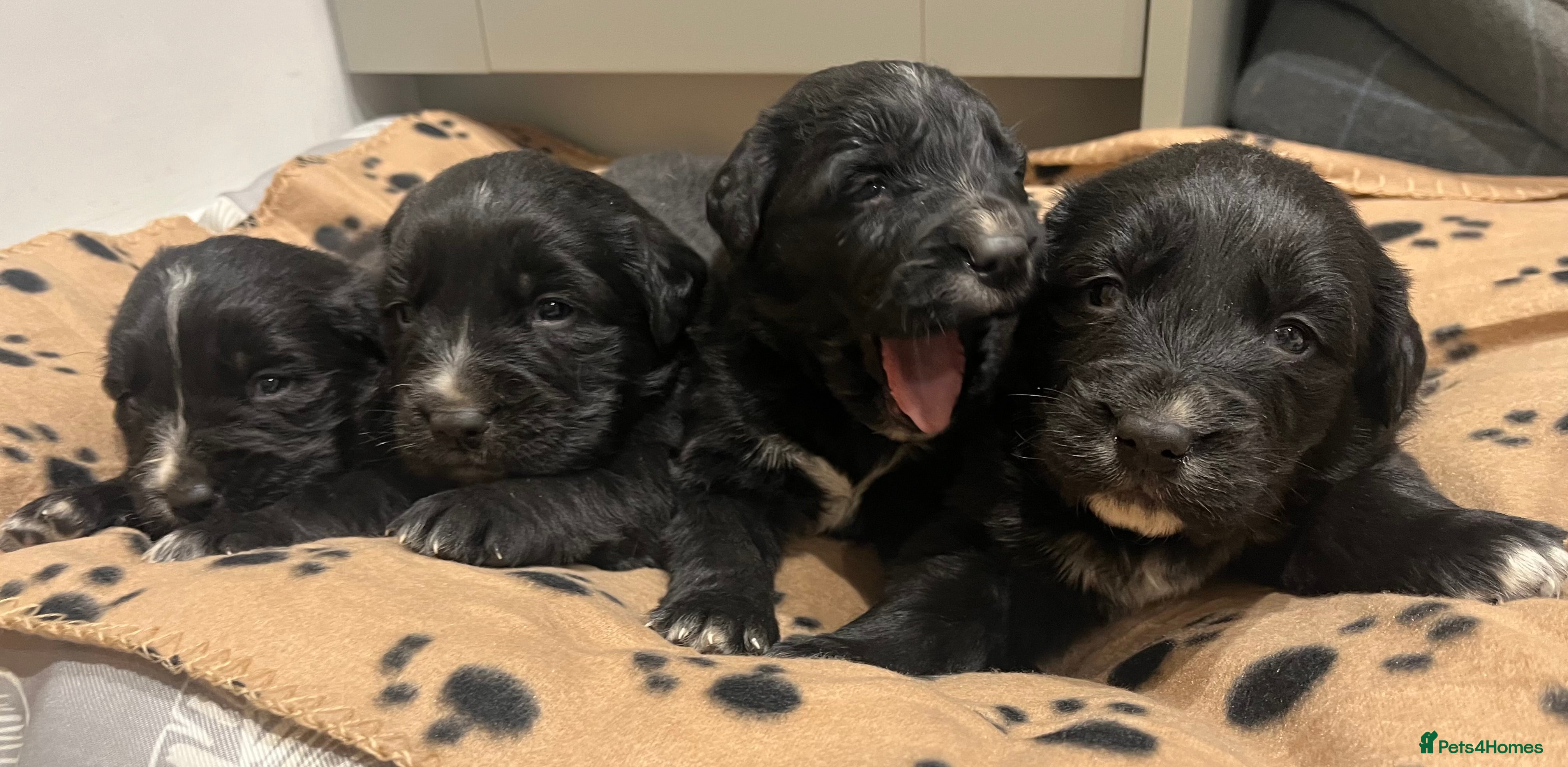 Golden Retriever dogs Beautiful Bernese Mountain Dog x Golden Retrievers - Advert 10