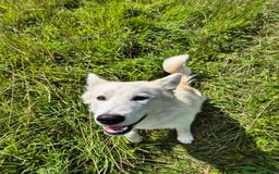 Alaskan Malamute dogs for sale: Alaskan malamute female puppy, excellent bloodline - Image 5