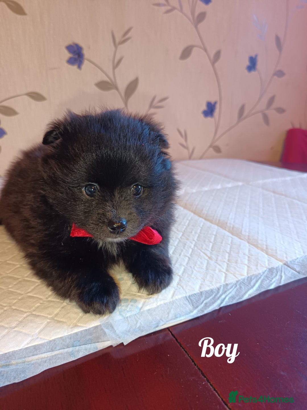 Pomeranian dogs for sale: Barnsley  - Advert 16