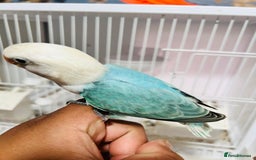 Lovebirds birds for sale: Handreared mutation lovebirds for sale  - Image 5