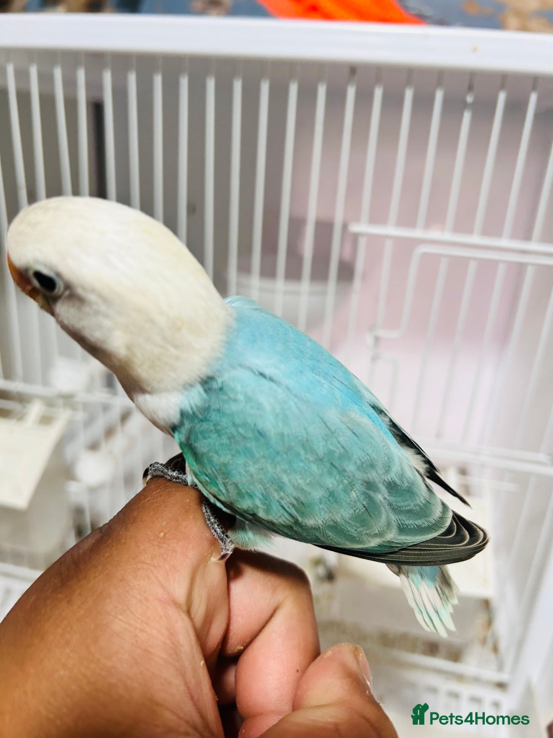 Lovebirds birds for sale: Handreared mutation lovebirds for sale  - Image 5