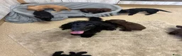 Cocker Spaniel dogs for sale: Fully Kc registered cocker spaniel puppies  - Advert 10