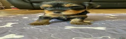 Yorkshire Terrier dogs for sale: KC Registered Yorkshire Terrier Puppies  - Advert 4