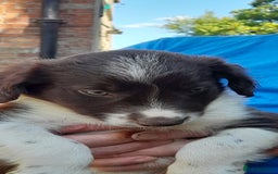 Sprollie dogs for sale: Border Collie x Springer Spaniel pups - Image 20