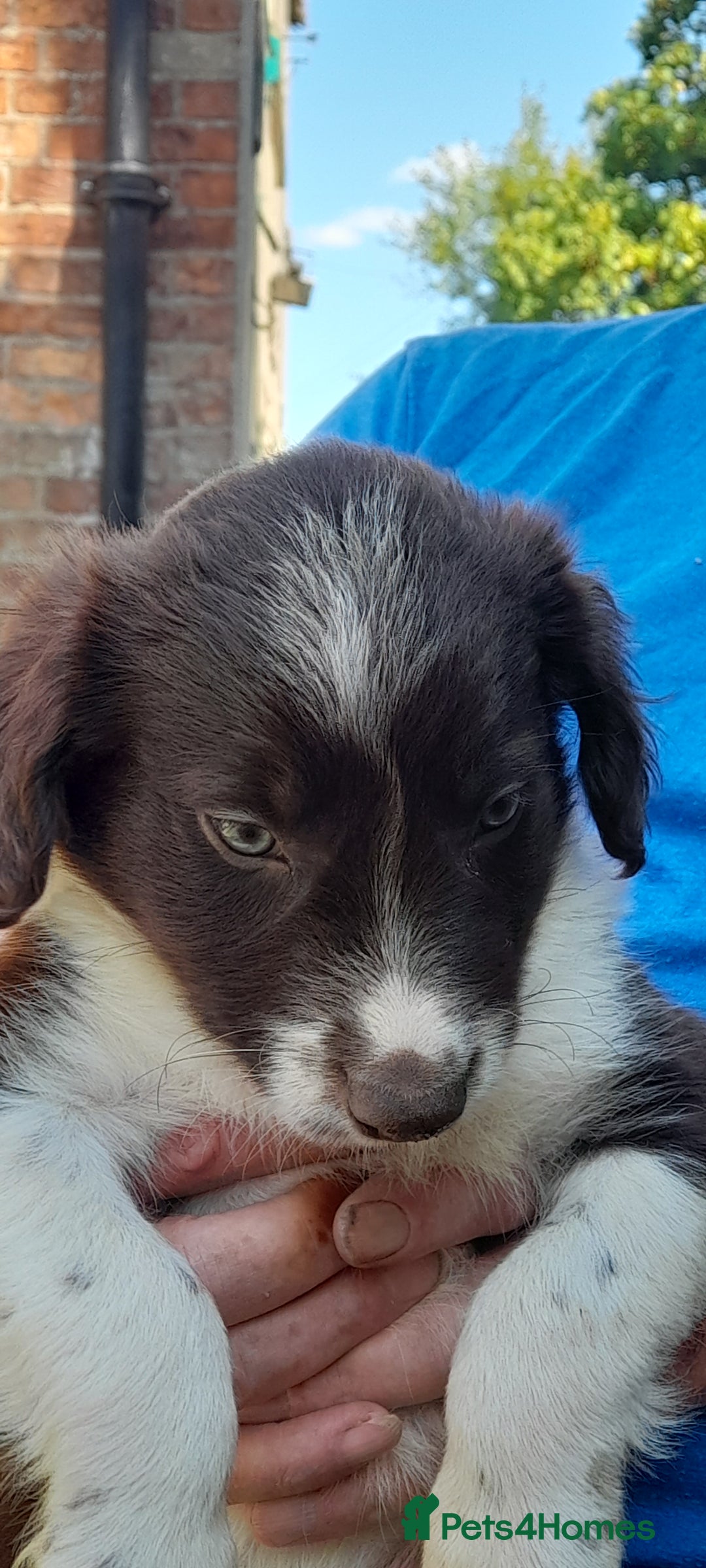 Sprollie dogs for sale: Border Collie x Springer Spaniel pups - Image 20