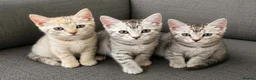Bengal cats for sale: X2 female begal kittens - Advert 2