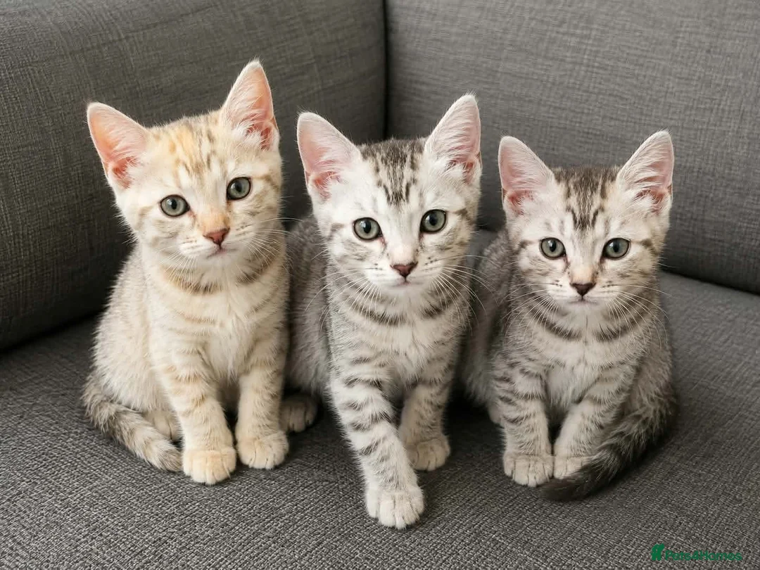 Bengal cats for sale: X2 female begal kittens - Advert 2