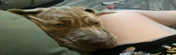 Neapolitan Mastiff dogs for sale: Female Neapolitan Mastiff (6 months old)  - Advert 3