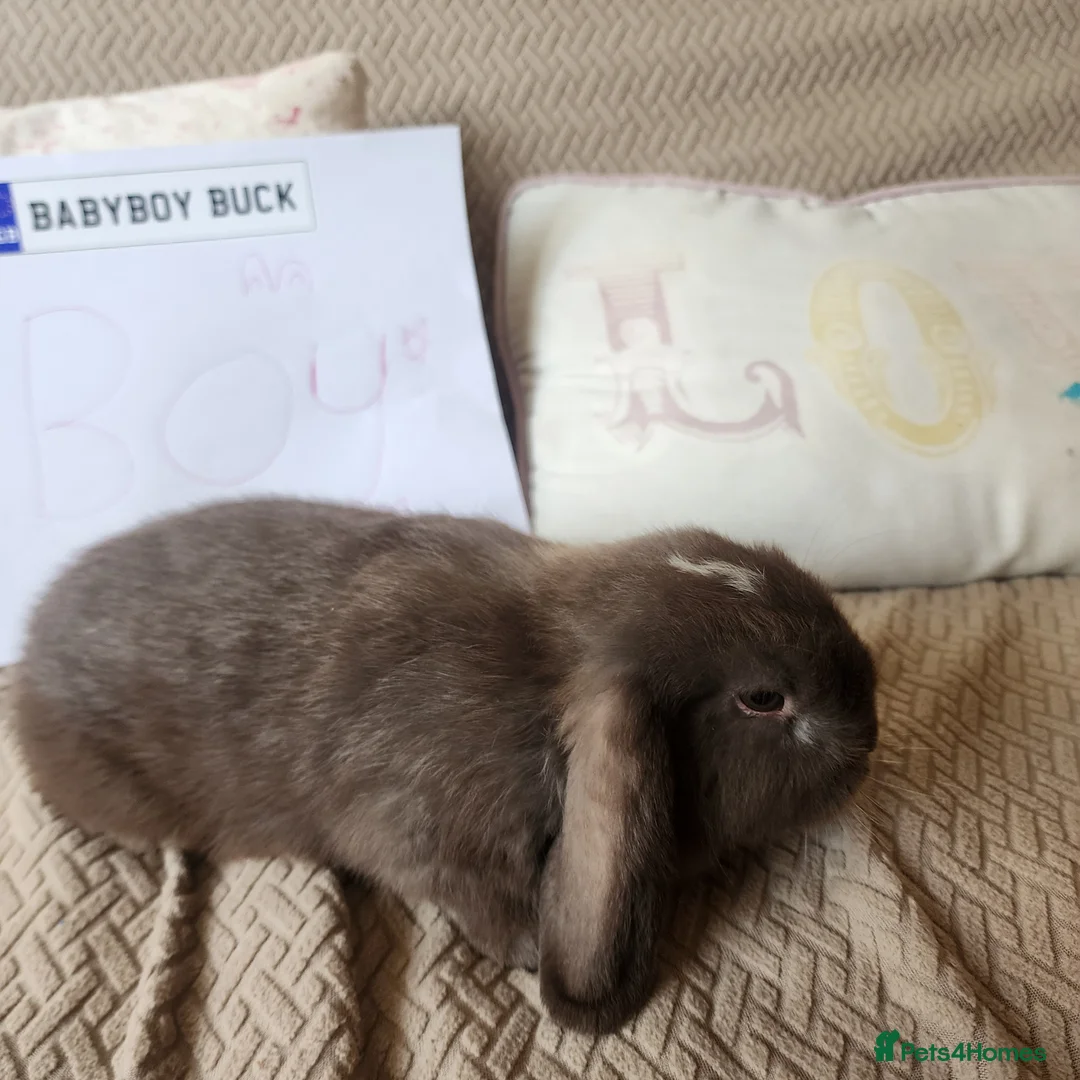 Mini Lop rabbits for sale: Stunning Mini Lops from Keeper's Mini Lops  - Advert 2