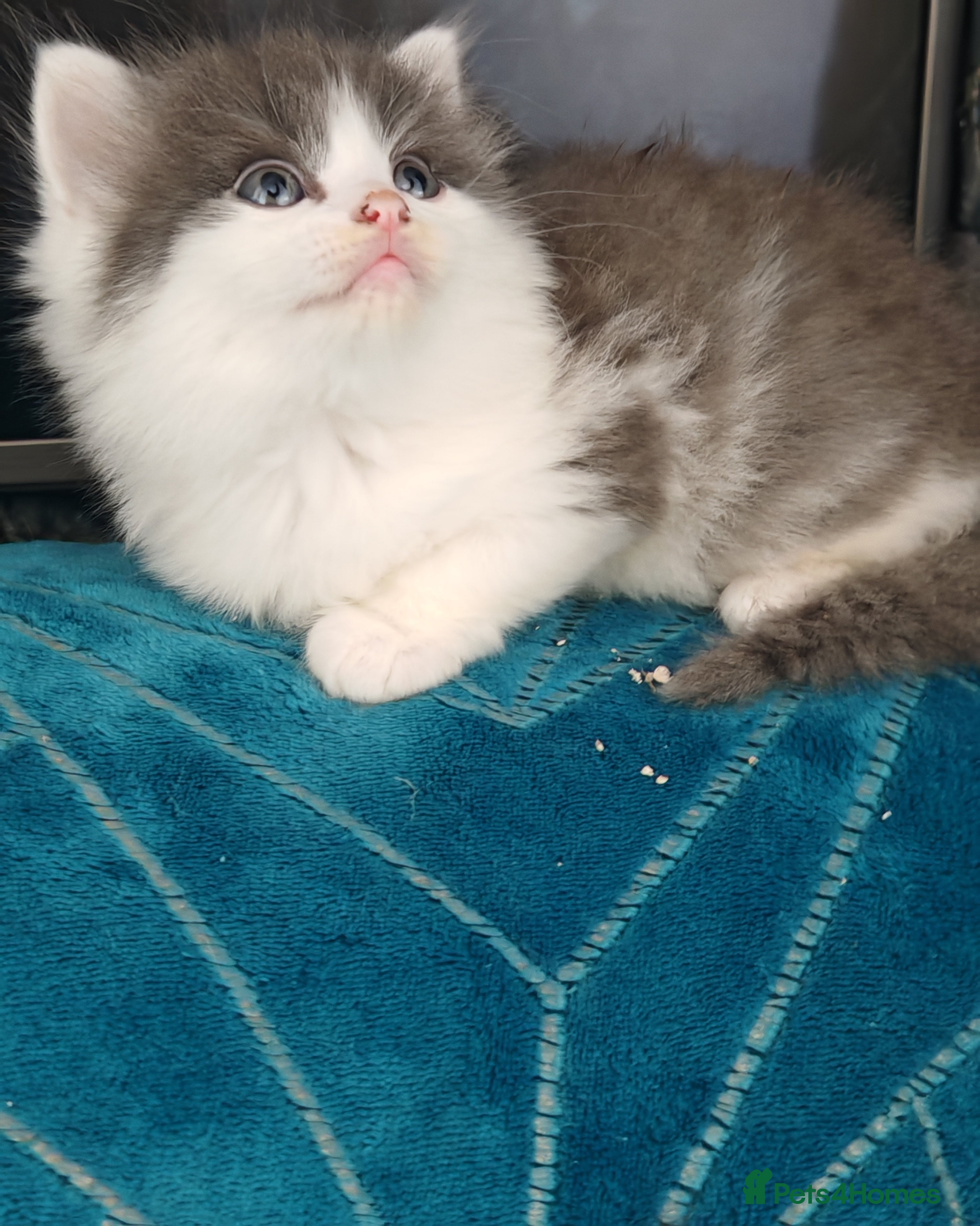 Mixed Breed cats Adorable half persian Kittens for Sale🐾 - Advert 1