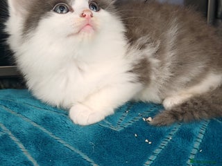 Mixed Breed cats Adorable half persian Kittens for Sale🐾 - Advert 1