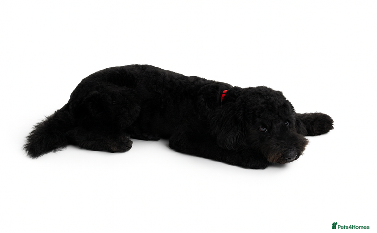 Labradoodle dogs Labradoodles Multigen - Family raised - Advert 1